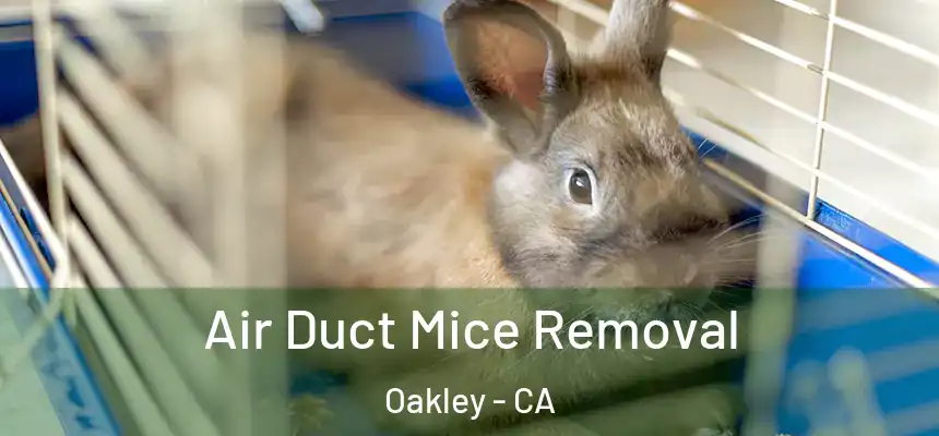  Air Duct Mice Removal Oakley - CA
